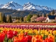Patagoniens Tulpenort Trevelin entwickelt sich zur Reisedestination