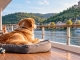 Thurgau Travel startet 2027 Flusskreuzfahrten mit Hund auf Rhein und Mosel